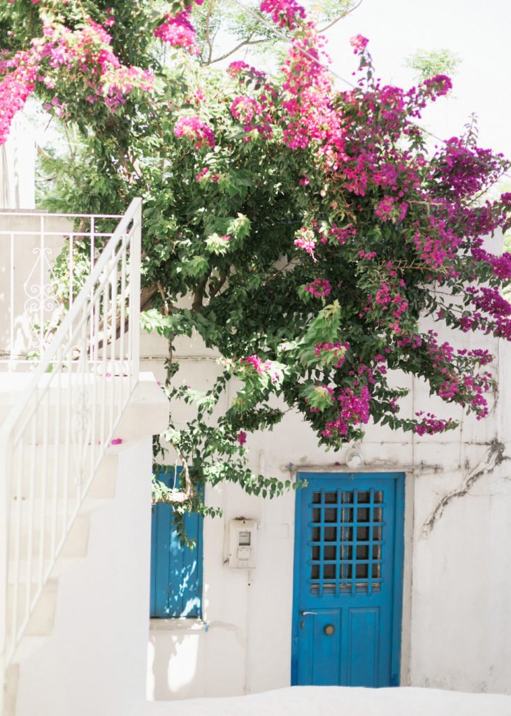 Bougainvillea on the while house with blue door