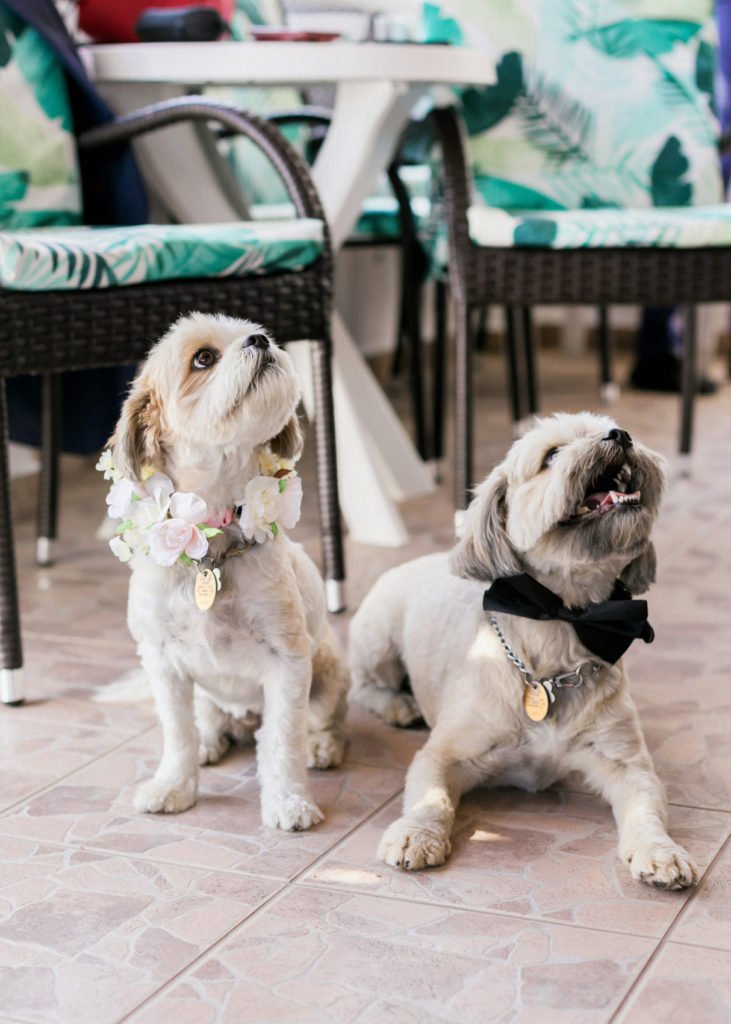 two dogs at a wedding