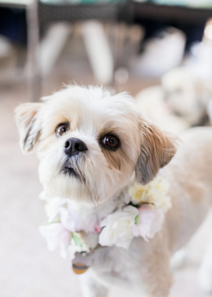 Cute wedding dog