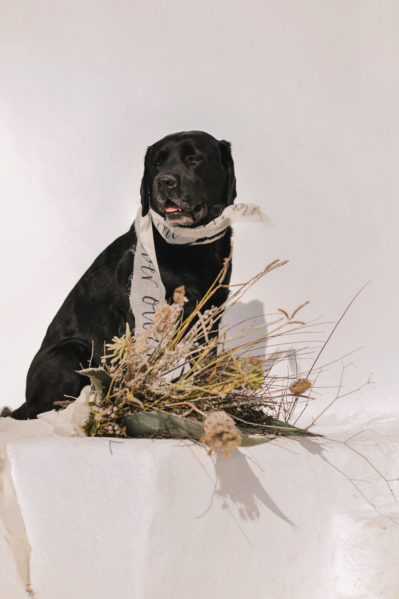 Natural Minimalist Elopement on the island of Naxos black wedding dog